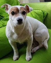 milly
