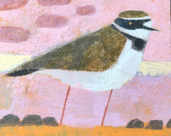 LITTLE RINGED PLOVER